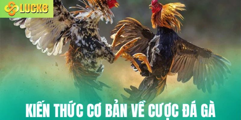 Kiến thức cơ bản về cược đá gà Luck8